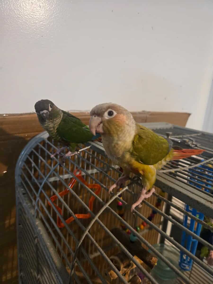 2 Pineapple & Green Cheek Conures for Sale image 4