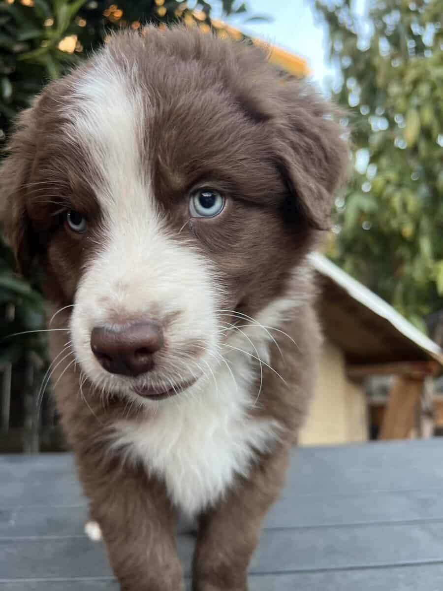 Male Aussie image 3