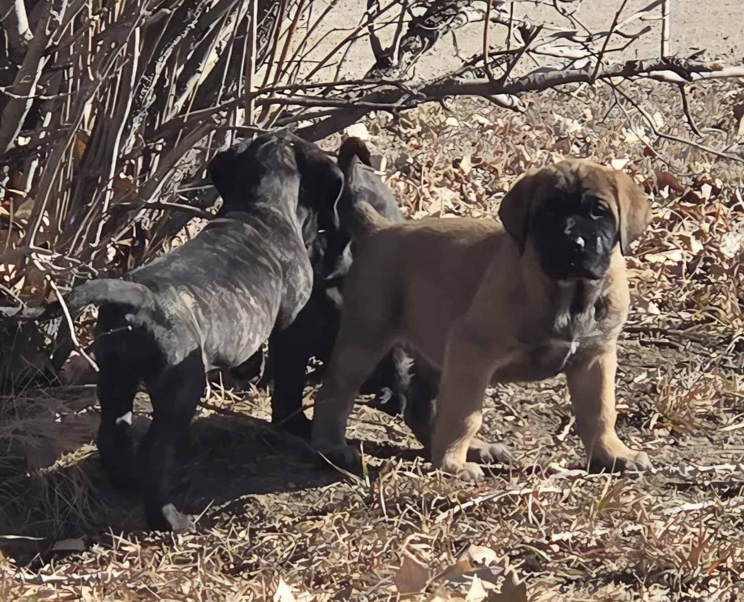Akc English Mastiff Puppies image 4