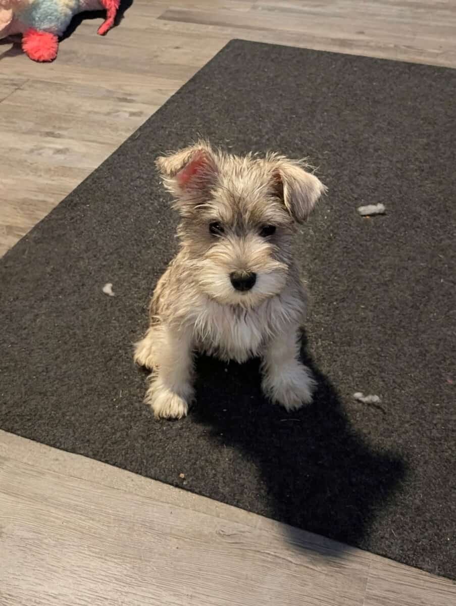 Mini Schnauzer for sale image 2