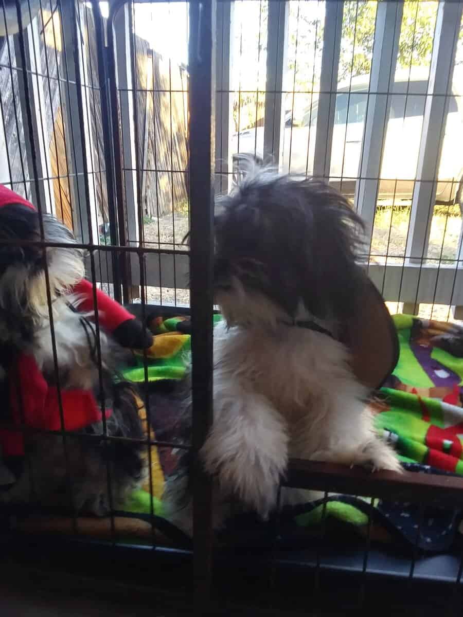 ShihTzu image 5