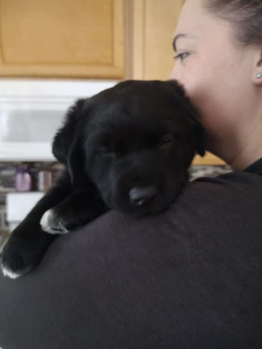 3 Black Lab/ boarder Collies male 8 weeks image 3