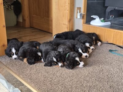 Limited AKC Registered Bernese Mountain Puppies