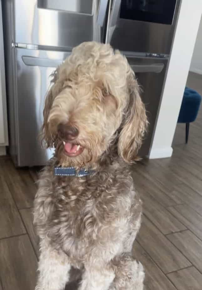 Stunning 3-Year-Old Goldendoodle | Calm & Loving image 1