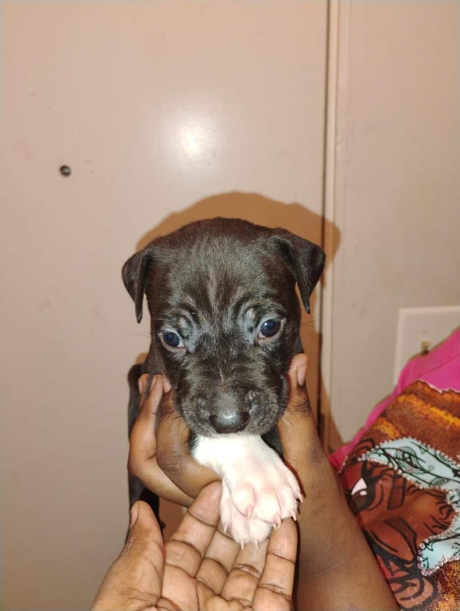 Corso pit mix image 2