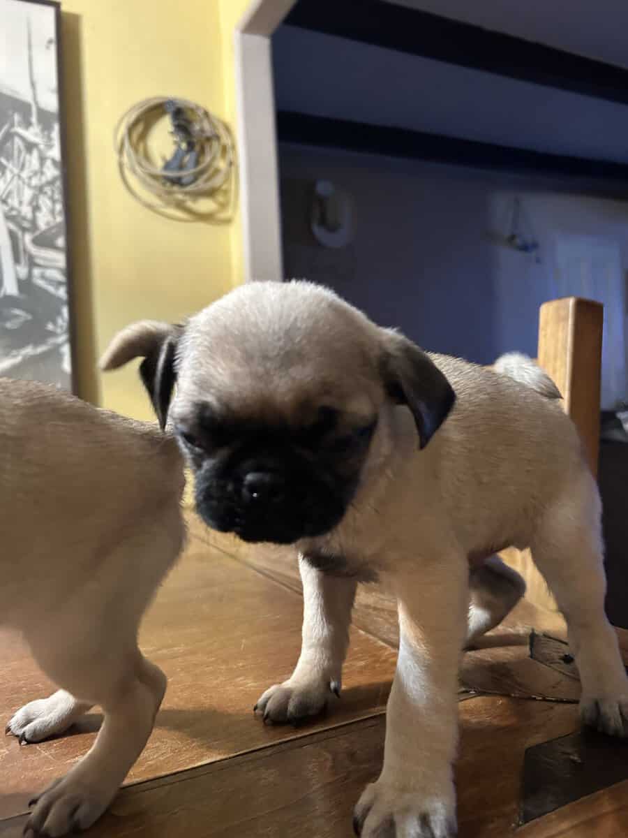 Puggies image 7
