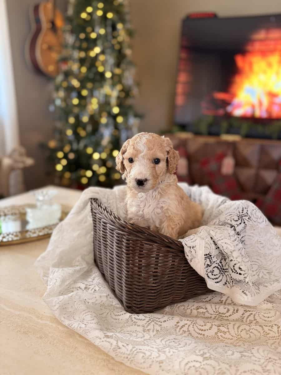 Standard Poodle puppies image 5