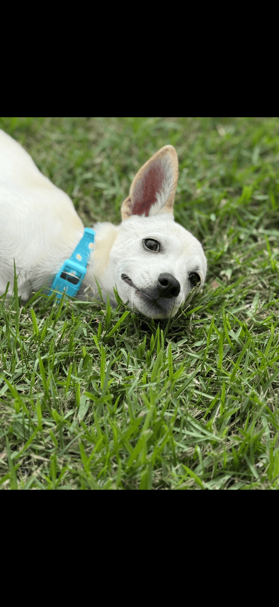 11 month Chihuahua mix image 2