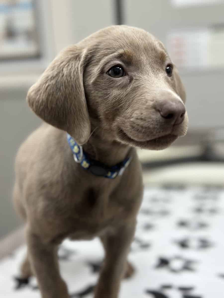 Silver Labrador Puppies for Christmas!!! image 5