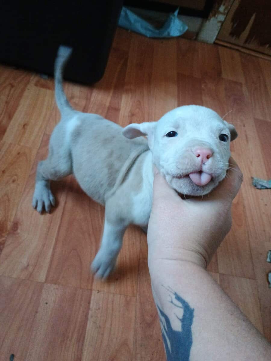 Pitbull pups image 4