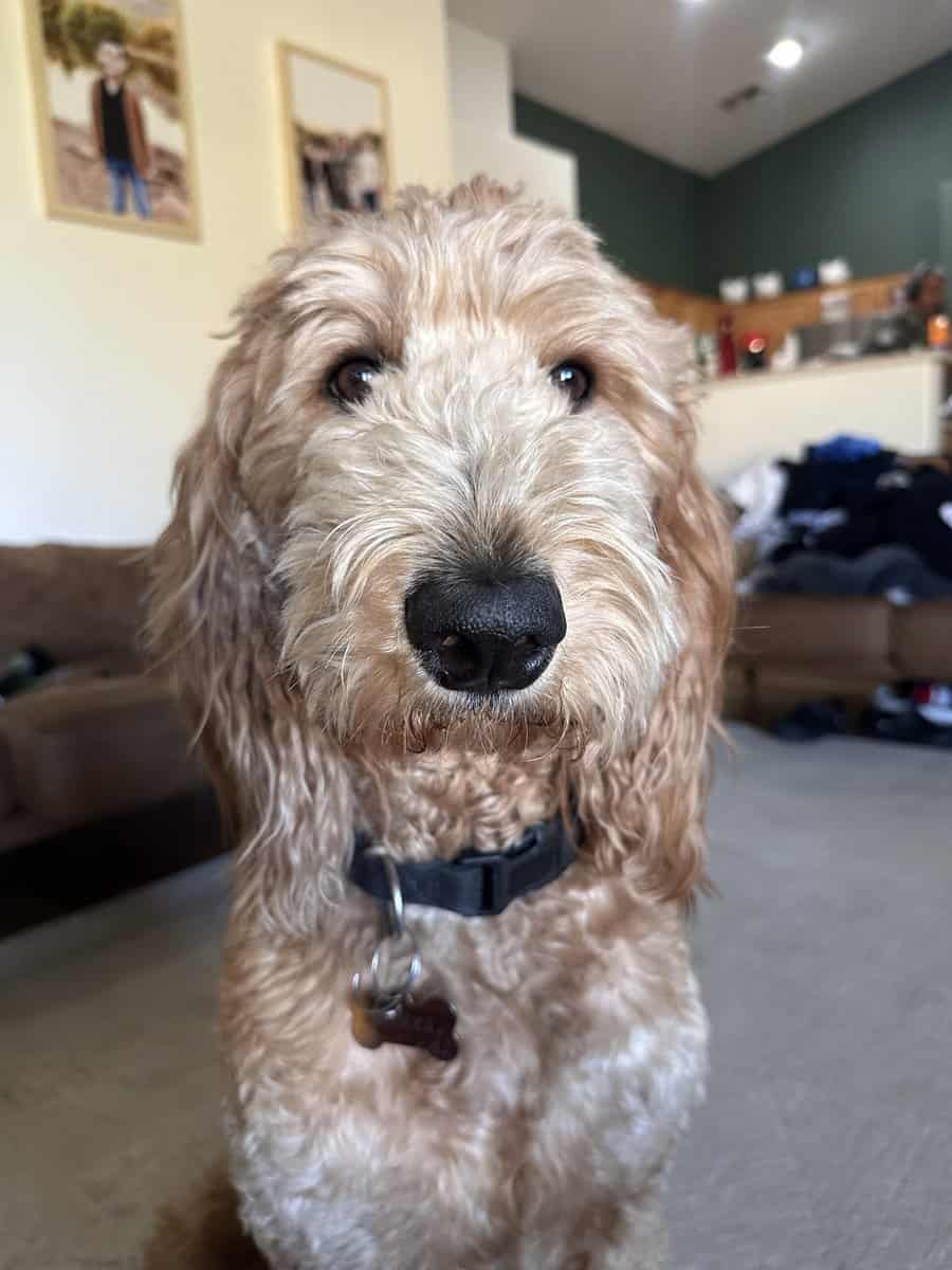 Goldendoodle Puppies image 11