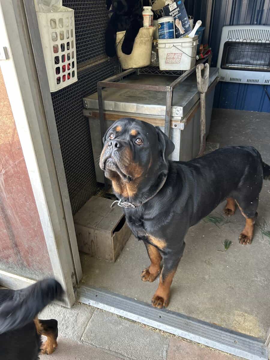 AKC nonspayed Rottweiler image 5