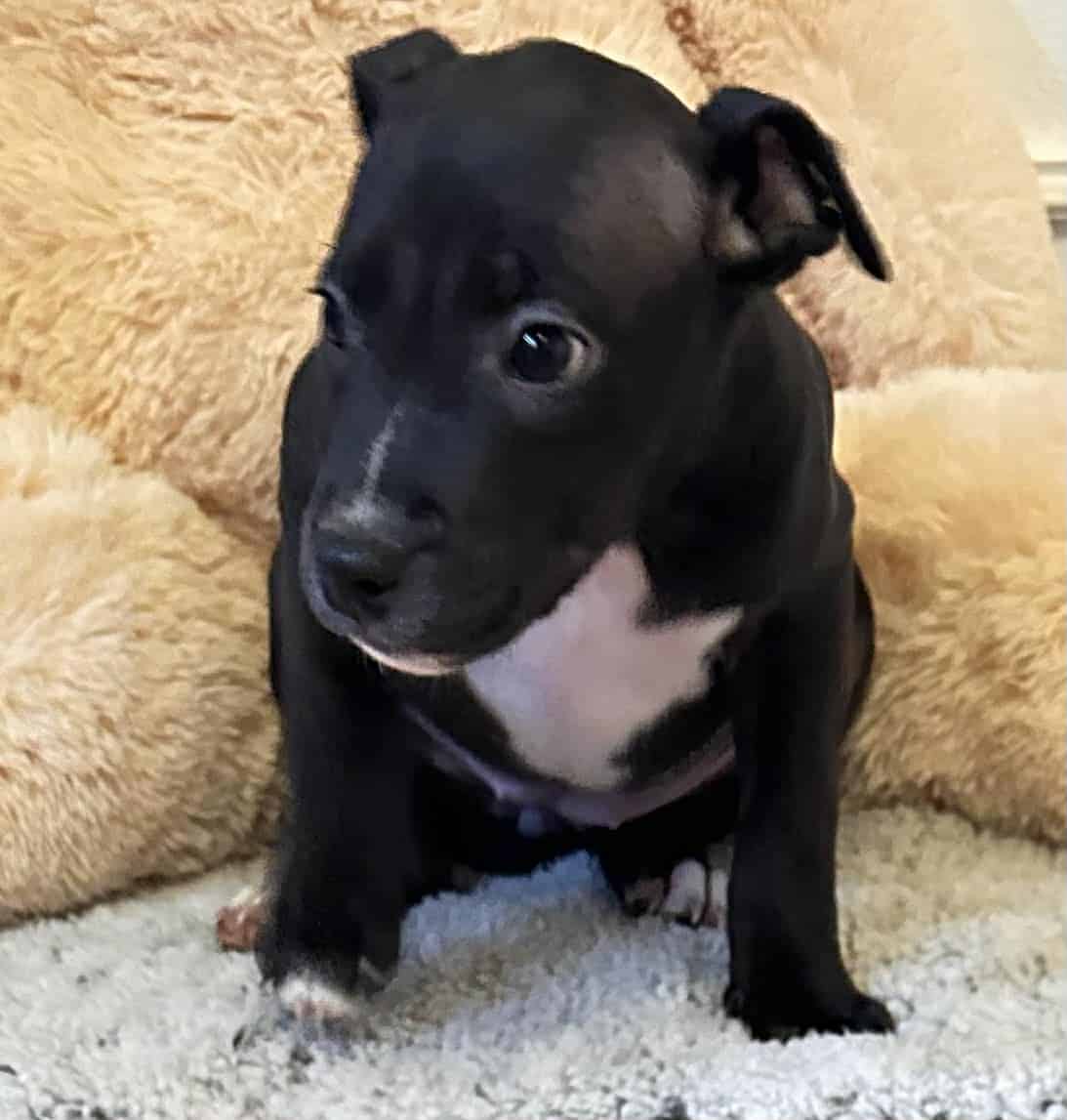 Blue Nose Pit Bull Puppies image 5