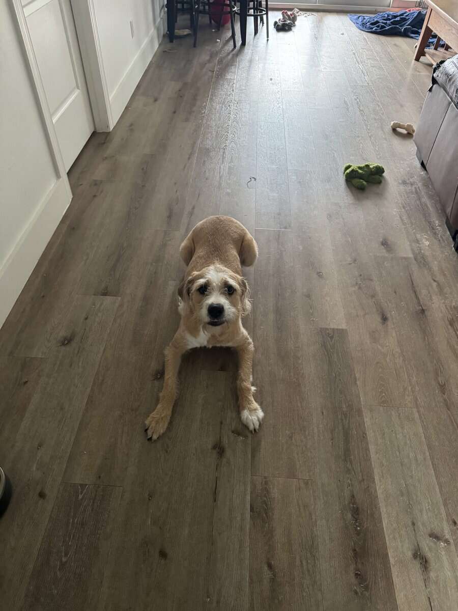 Adopt Lily image 8