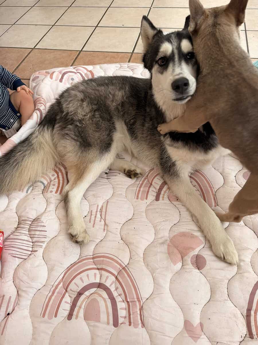 Husky rehoming image 1