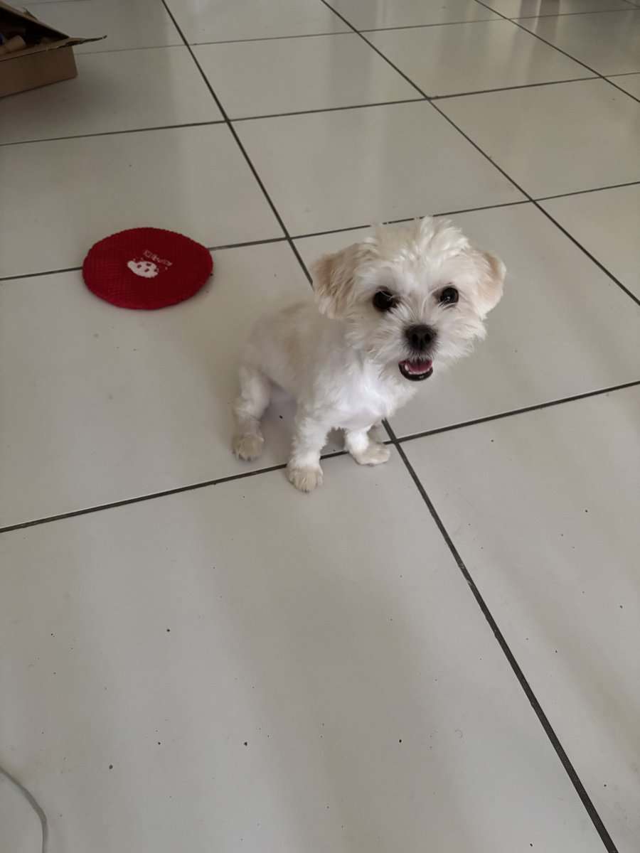 1-Year-Old Shih Tzu / Maltese Mix – Sweet, Loving, image 2
