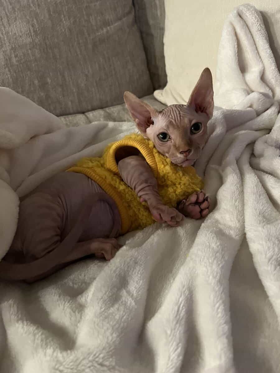 Bambino Sphynx Kitten — ready to go home! image 1
