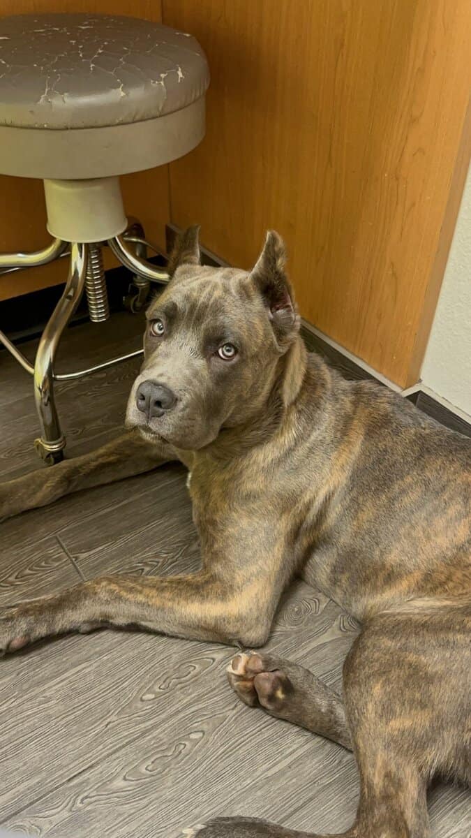 Cane Corso - Female Puppy image 1