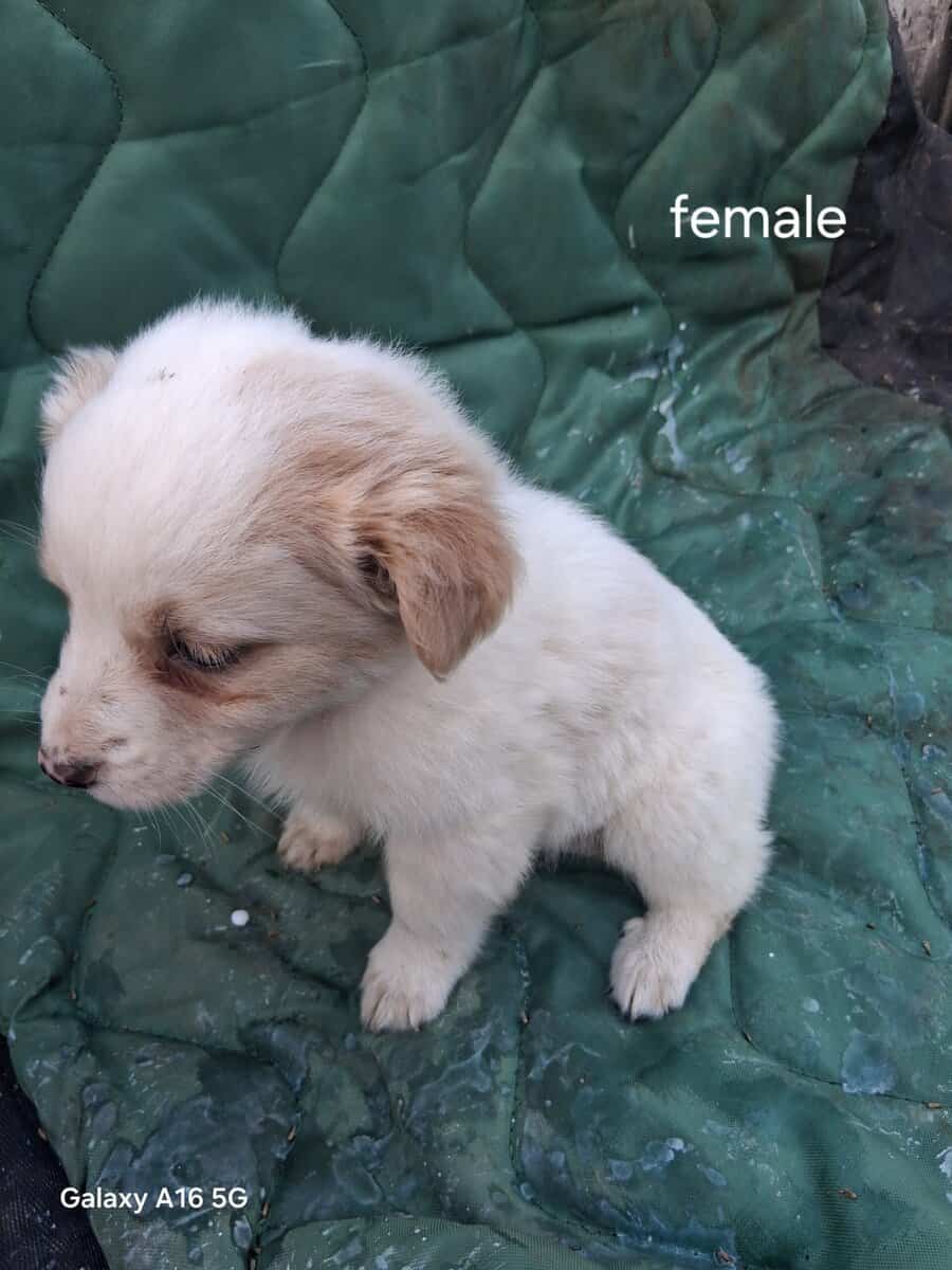 Border collie puppies image 6