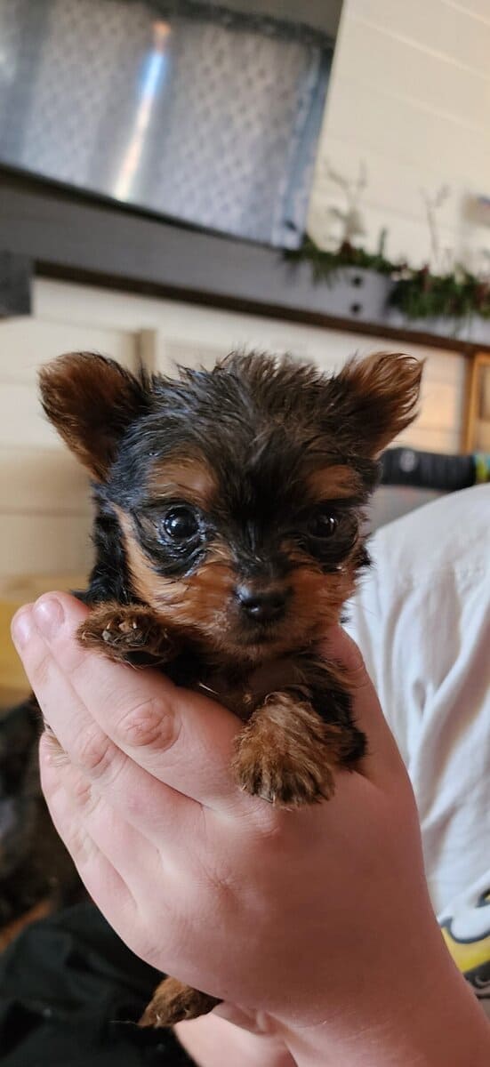 Teacup Yorkshire Terriers image 4