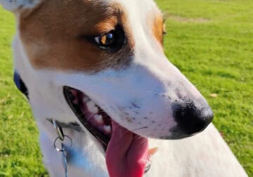 8 Month old looking for new home! 🐾