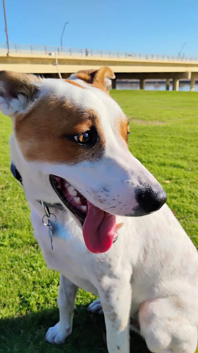 8 Month old looking for new home! 🐾 image 1