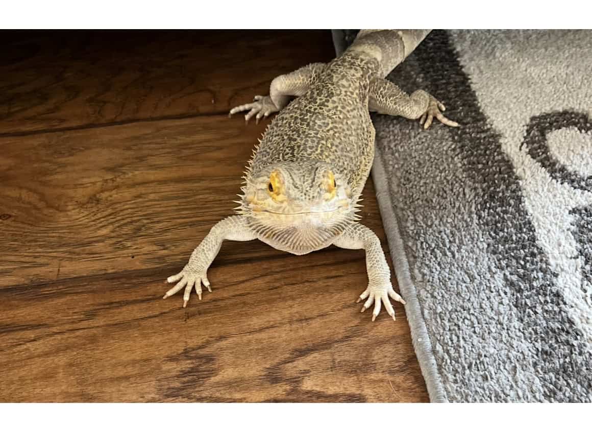 Bearded Dragon, and accessories image 1