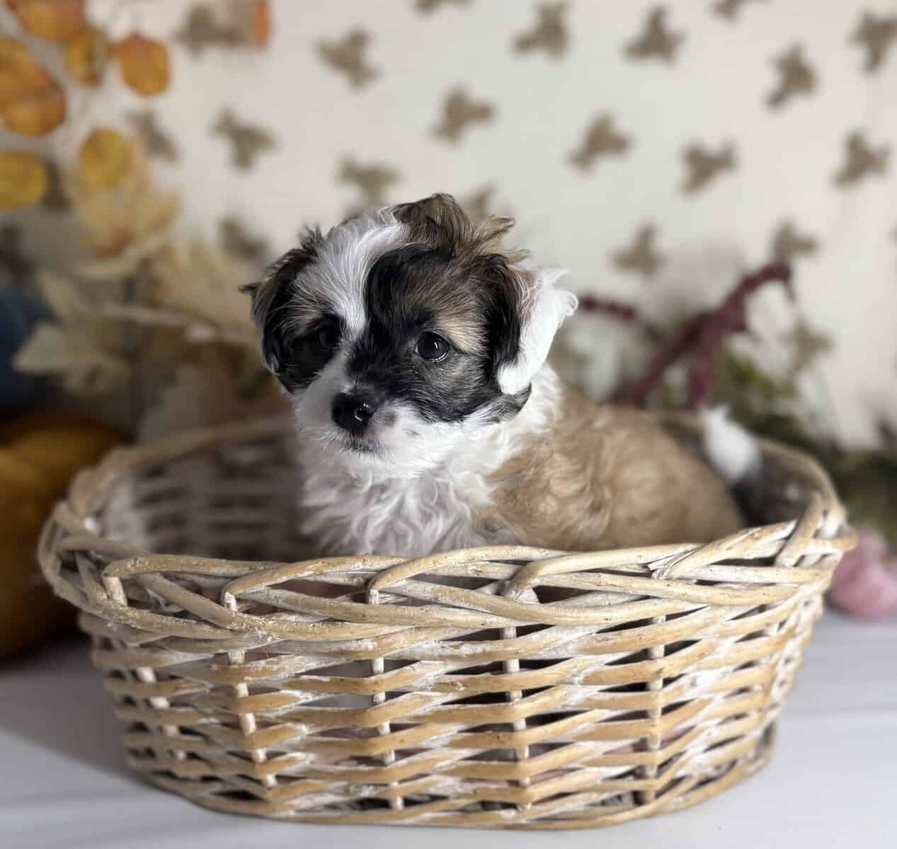 Mini Doodle puppies are looking for homes! image 1