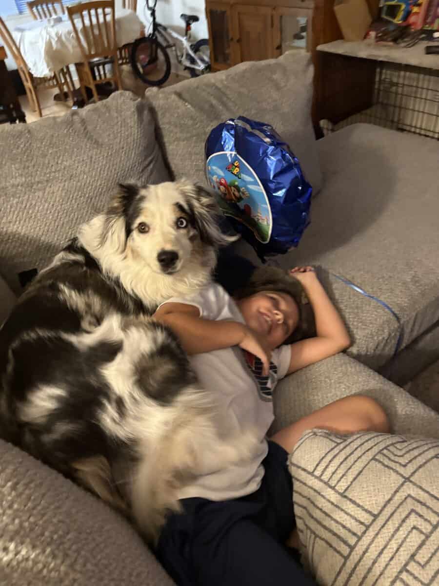 Aussie for sale/rehoming image 1