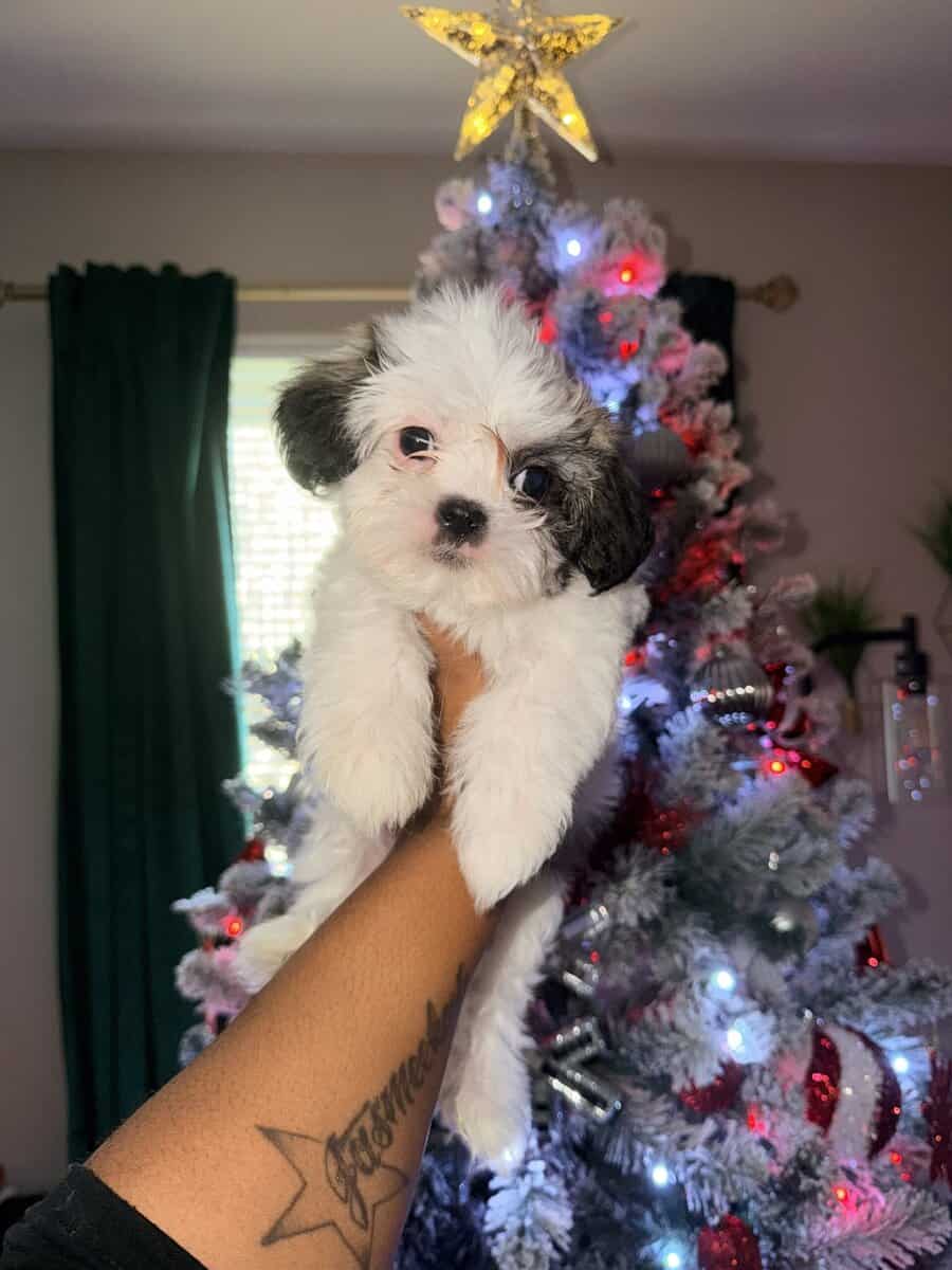 Shih Tzus image 7
