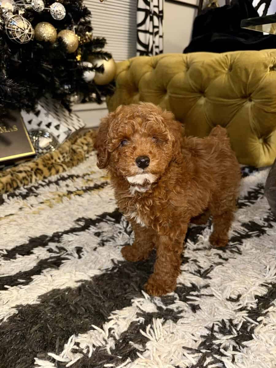 MINI POODLE PUPPY image 1