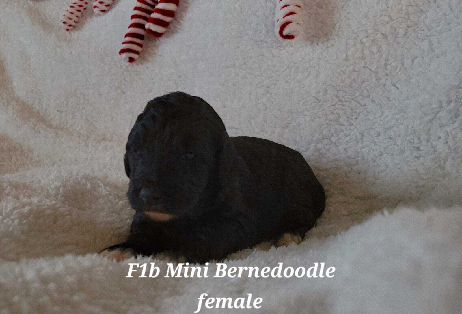 Mini Bernedoodles image 3