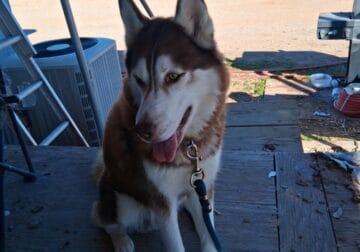 Bruno 2yr old intact Husky