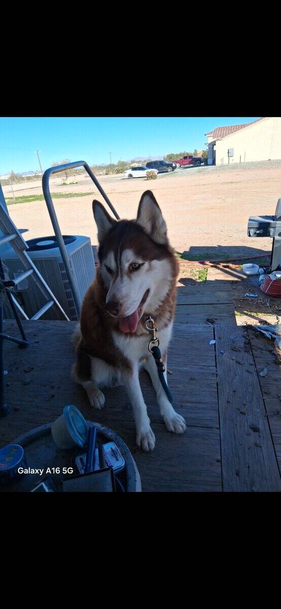 Bruno 2yr old intact Husky image 1