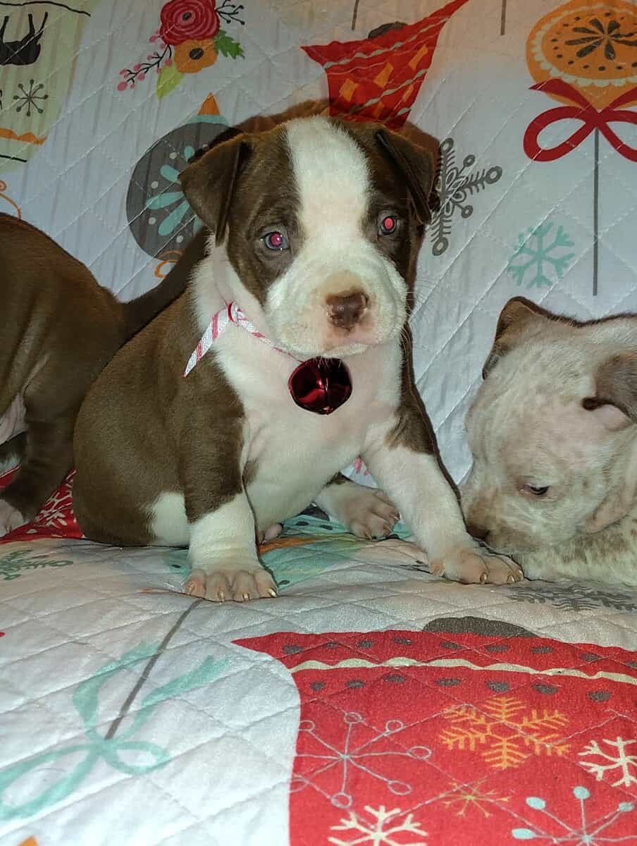Christmas Pups image 14