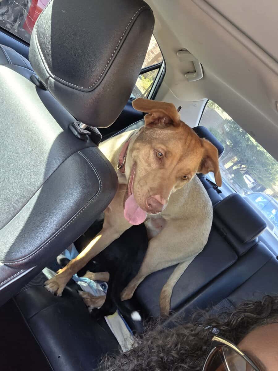 Loving Shepherd Mix Looking for Forever Home image 1