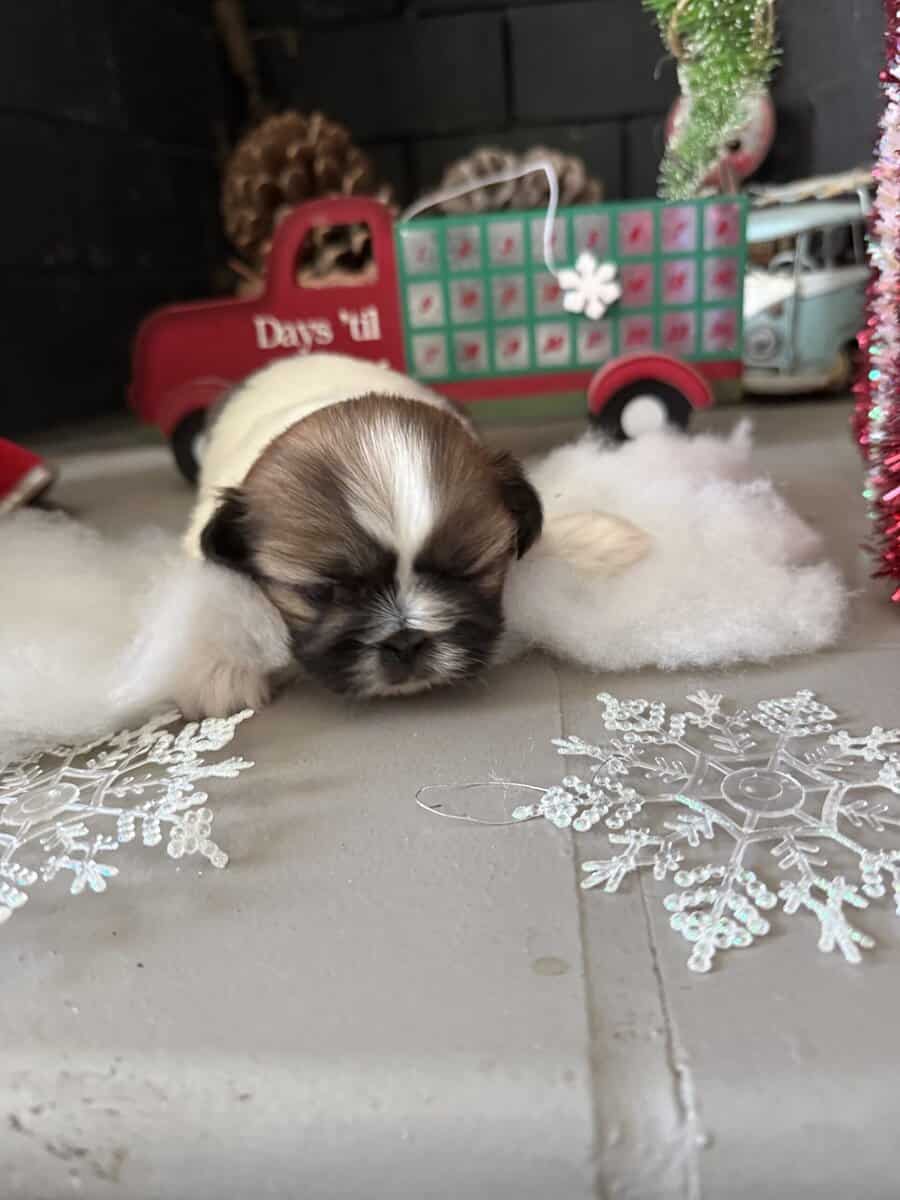 Shih Tzu pups image 7