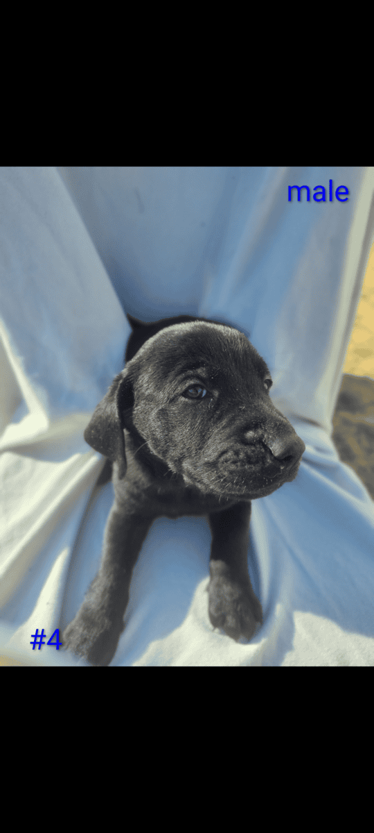 Golden Retriever and Chocolate lab pups image 3