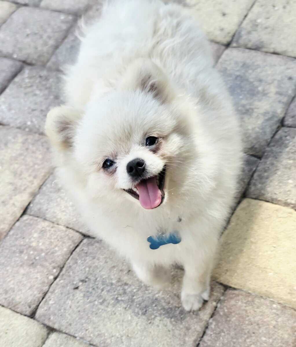 Purebred pomeranian male image 2