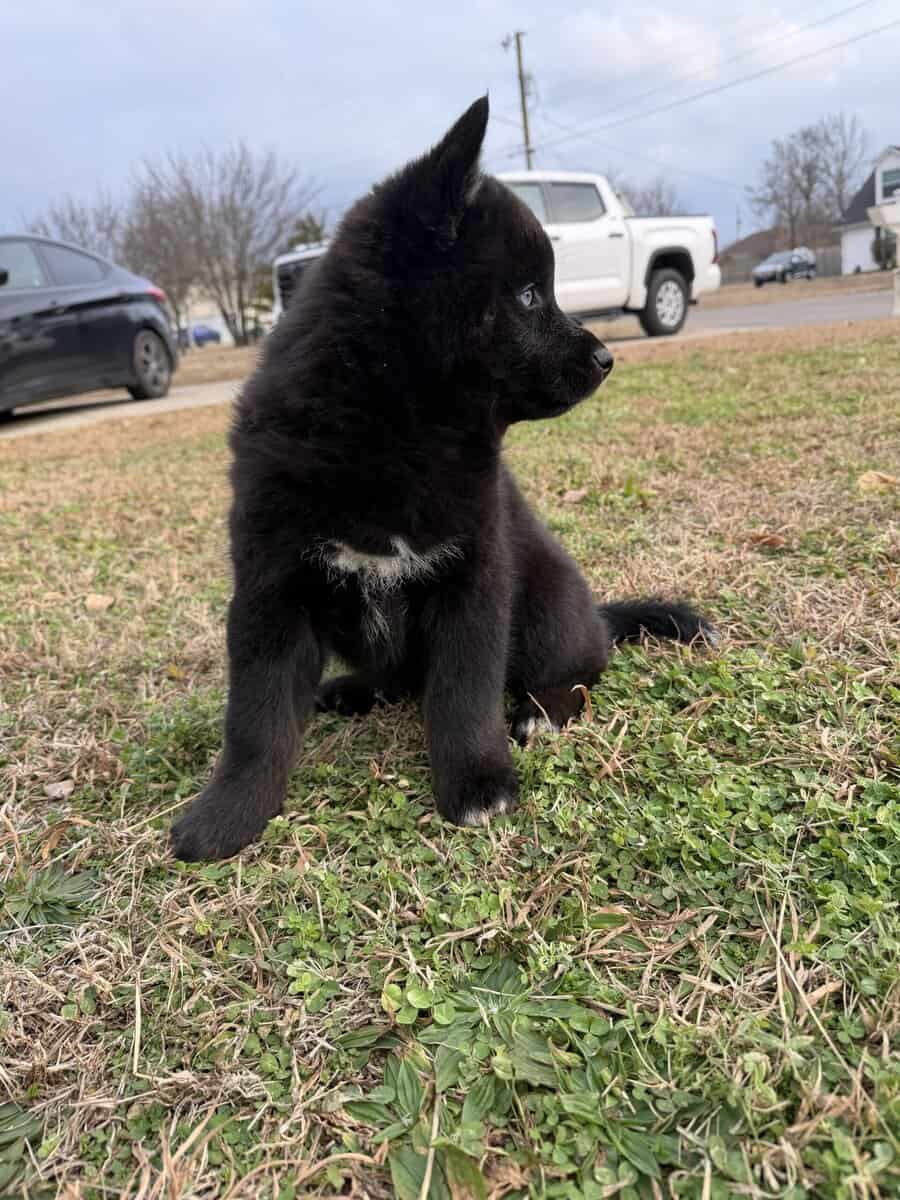 Artur the Pomsky image 8