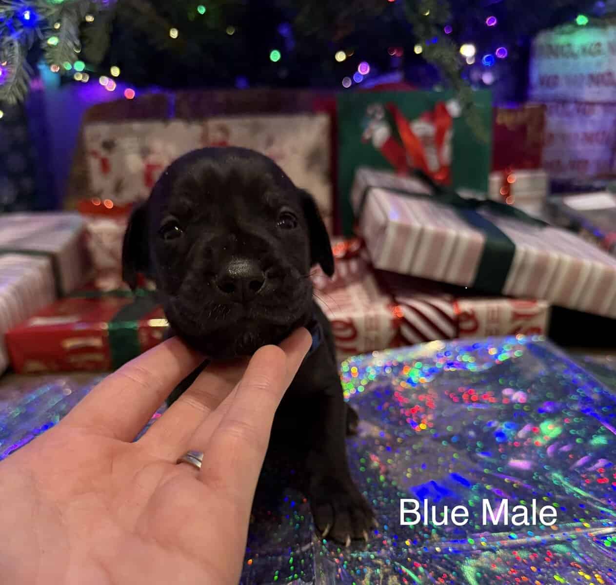 Daniff puppies image 6