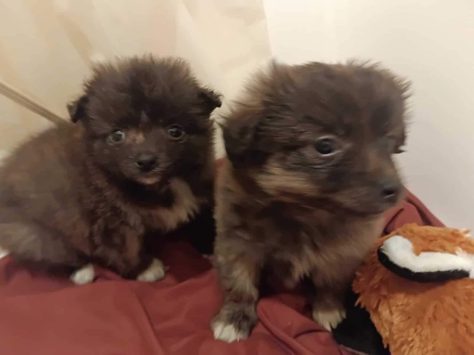 Porkies (pomeranian and Yorkie) image 3