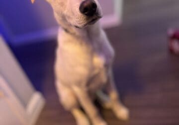 Meet Blaze: 10-Month-Old Husky Mix