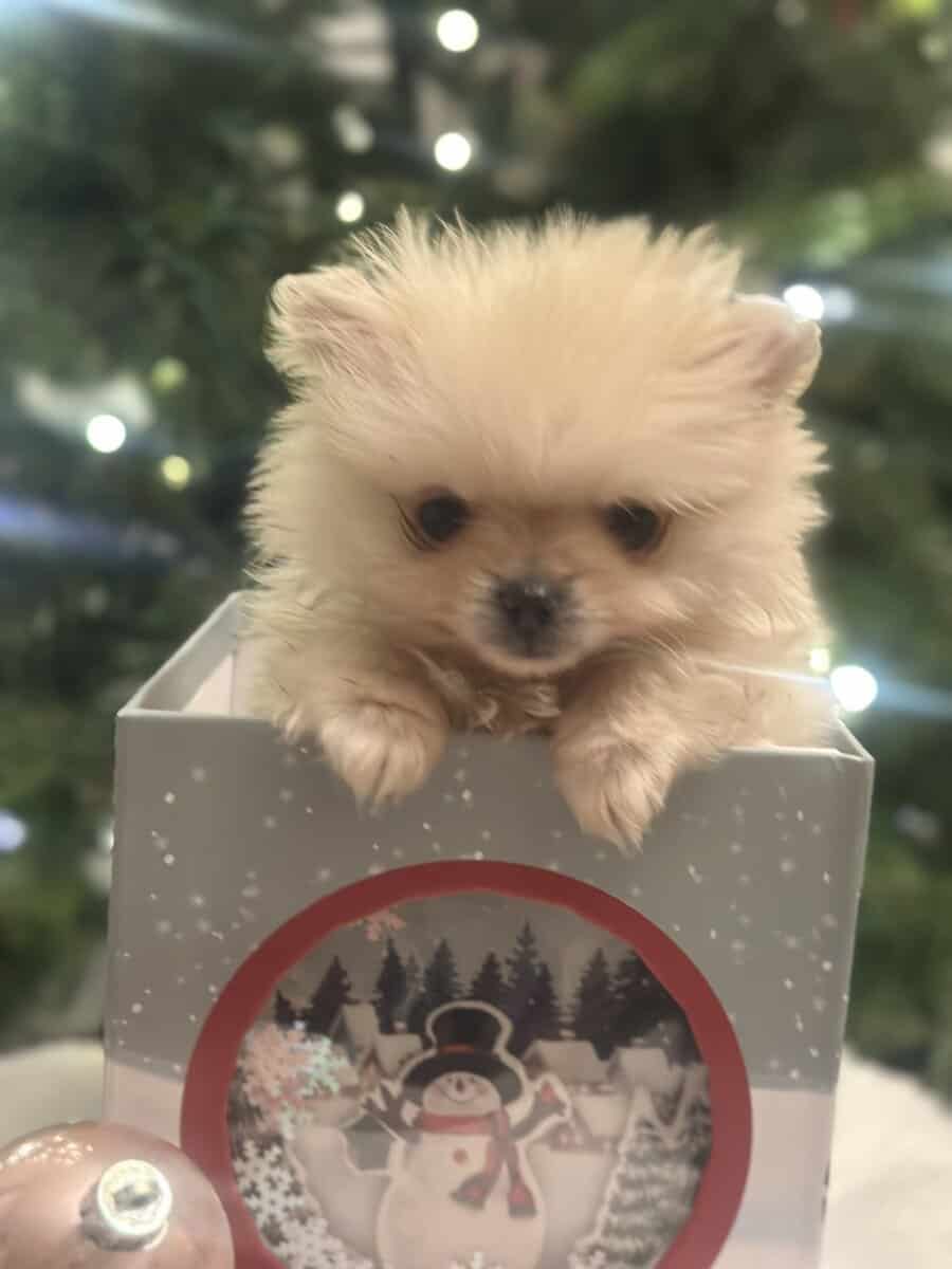 Ashland Kentucky Pomeranian for sale image 2