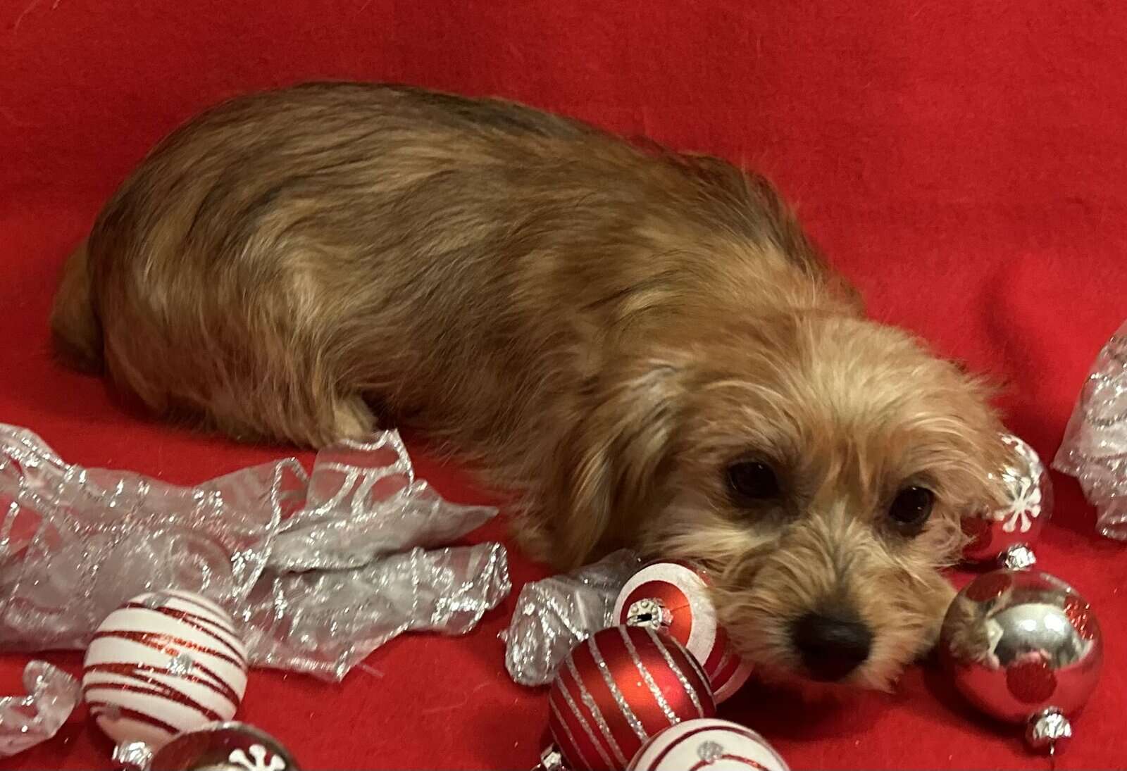 YORKIEPOO PUPPIES image 4
