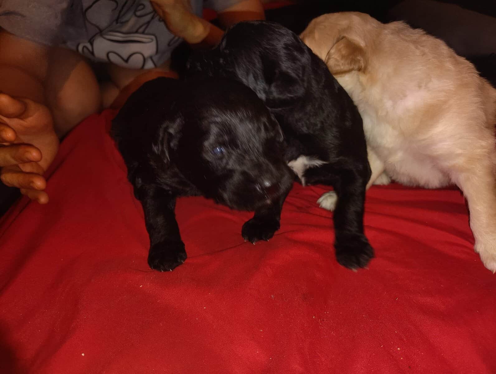Puppies for sale image 9