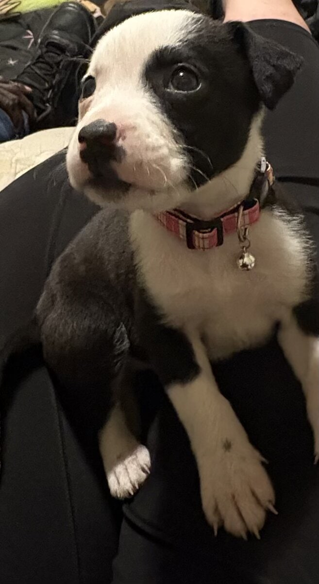 Purebred puppies image 2