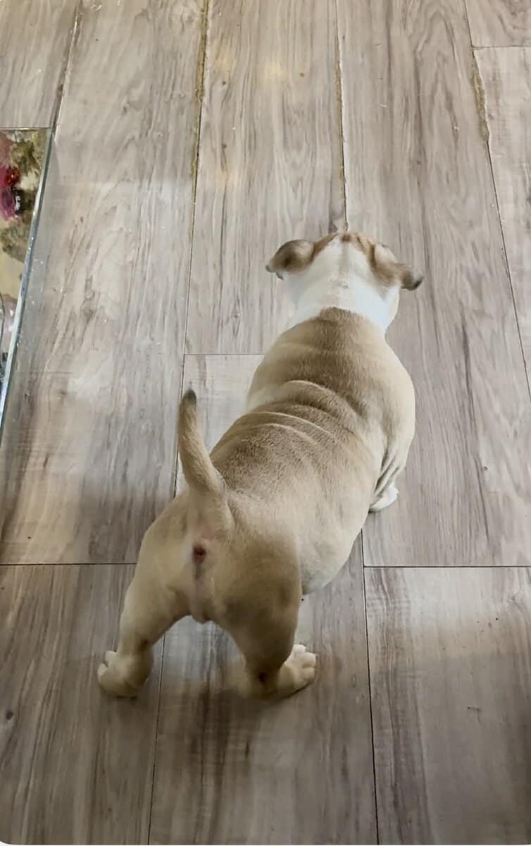 Olde English bulldog puppies image 3