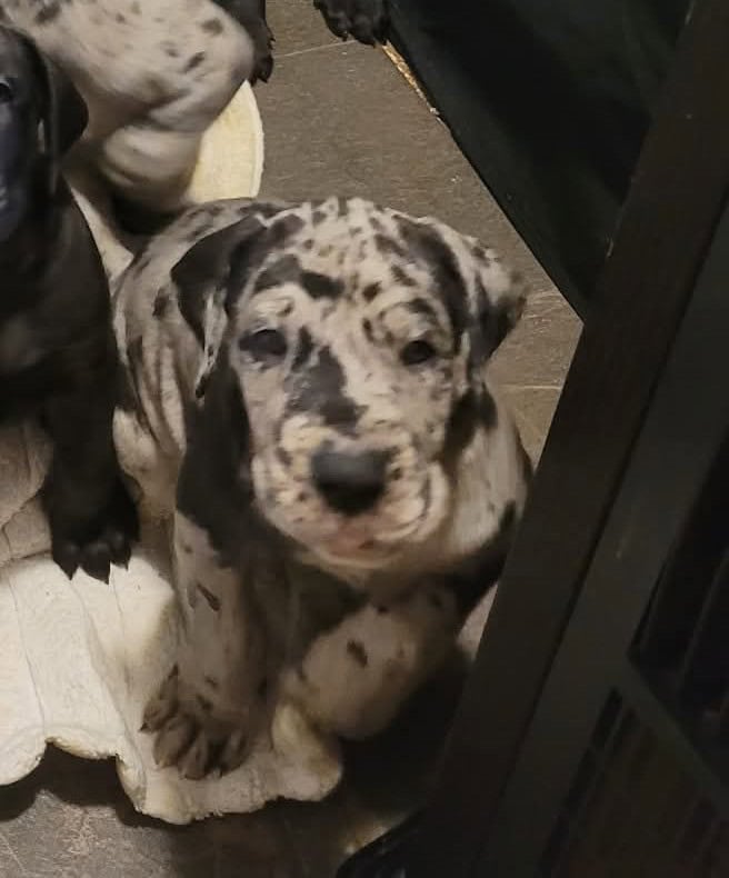 Euro Great Danes image 2