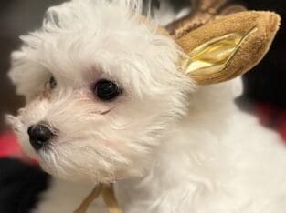 Maltese Male Puppies